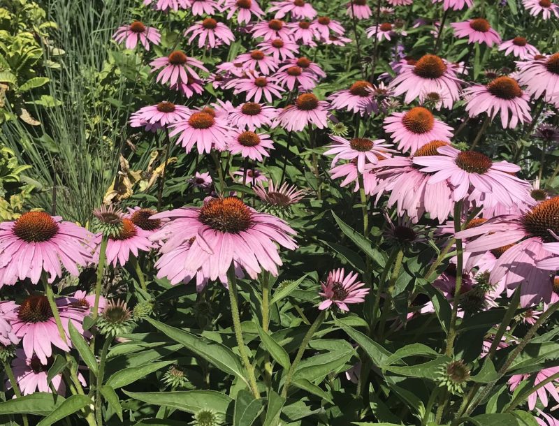 Field of blooming purple coneflowers.